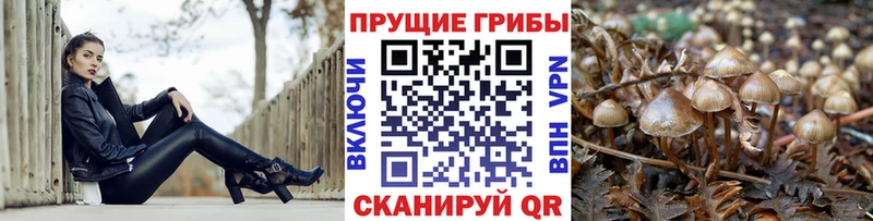 Купить  Нестеровская  Галлюциногенные грибы Cubensis 